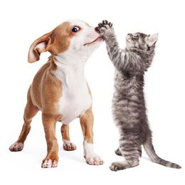 Education et Elevage