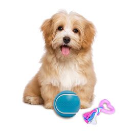 Jouets et Arbres à chat